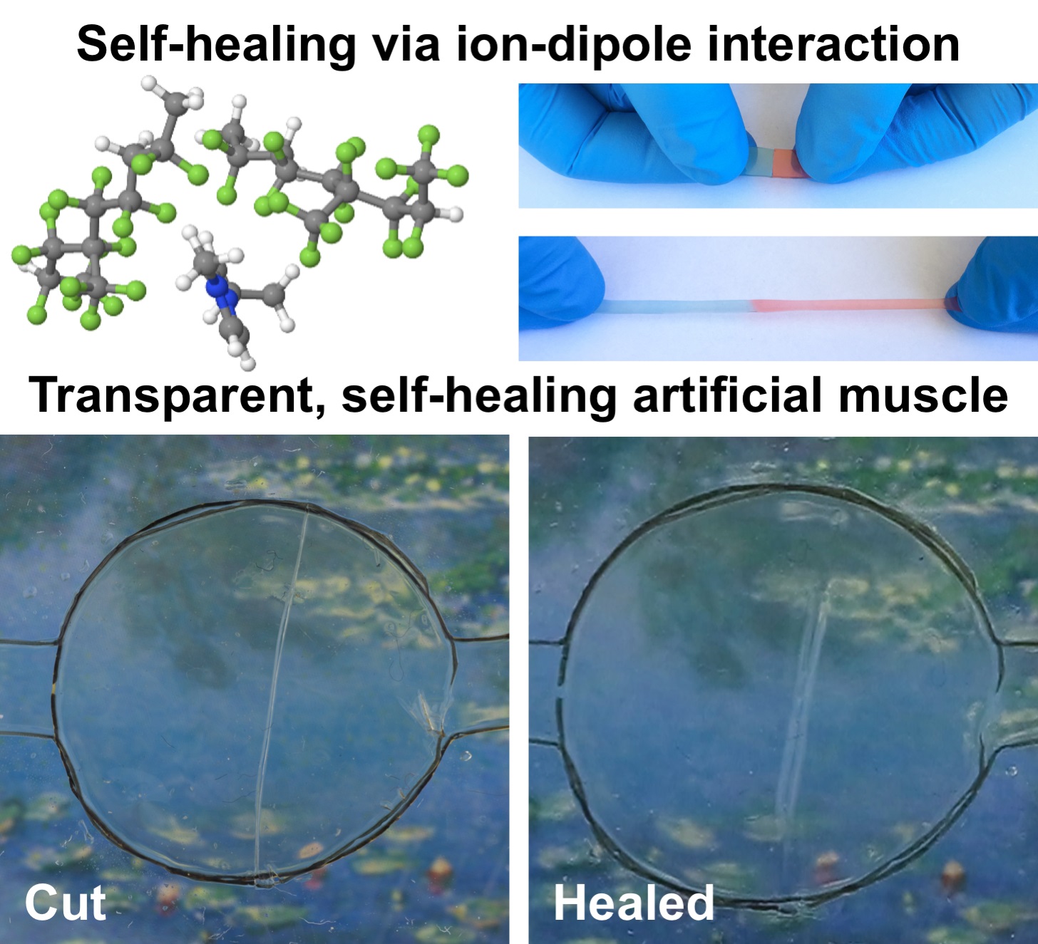 Wolverine-inspired transparent material is self-healing